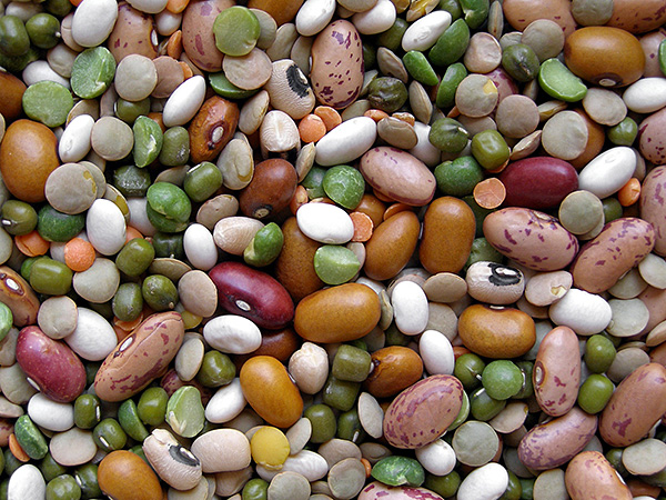 Dry Beans