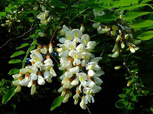 Acacia flowers health benefits