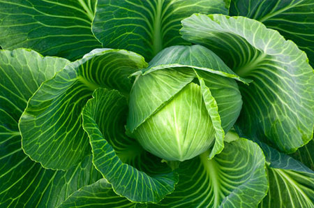 Cabbage silica
