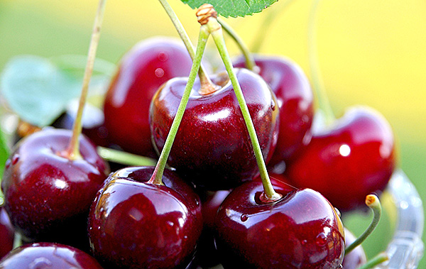 Sweet Cherries - Natural Source of Health | BrightHealing.com