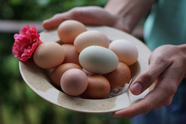 chicken eggs