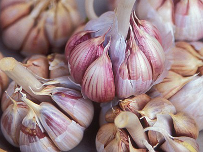 Garlic natural antibiotic