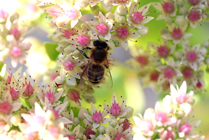 Health benefits of pollen