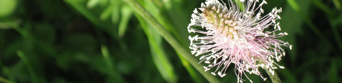Narrow leaf plantain featured