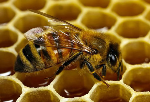 Natural remedies with bee products