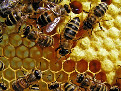 Pollen beekeepers