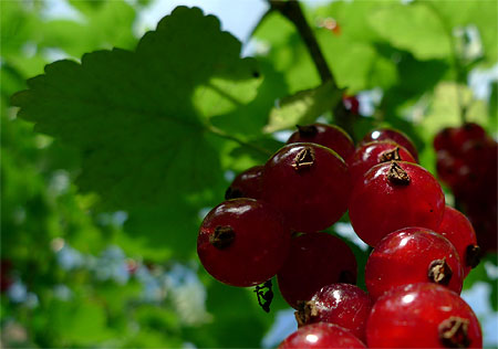 Red currant fruits