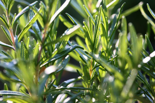 Rosemary for joint pain