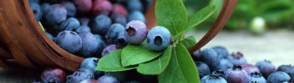 Medicinal properties of currants